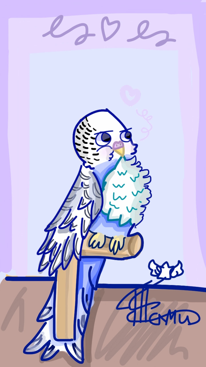 #birb #bird #budgie #cutenesschallenge #fridayswithsketch